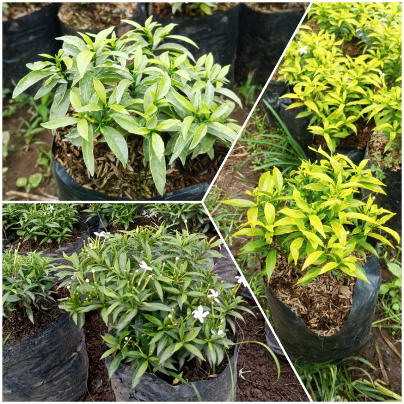 Rombusa/melati mini daun hijau, kuning, dan silver