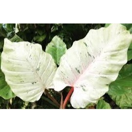 Tanaman Hias philodendron snowdrift