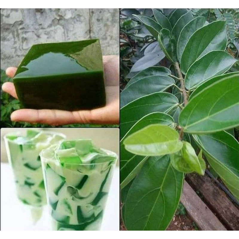 

PROMO!! Daun cincau hijau segar 1kg