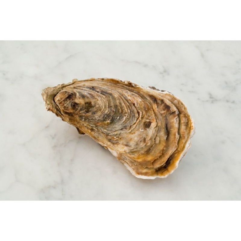 

cangkang tiram 1kg. buat hiasan kolam dan sebagenya.