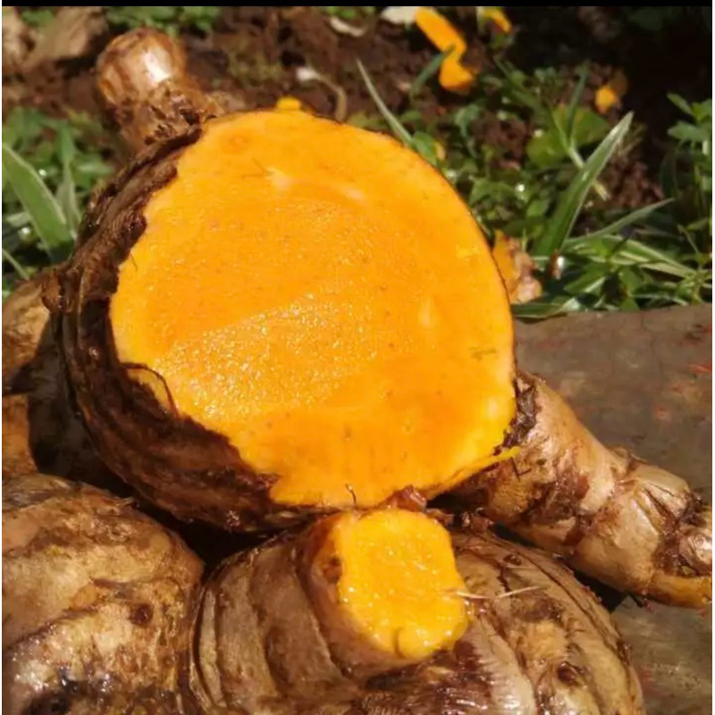 

Temu Lawak Fresh/ Bersih/ Organik/ Di ambil dari kebun sendiri/ 1kg