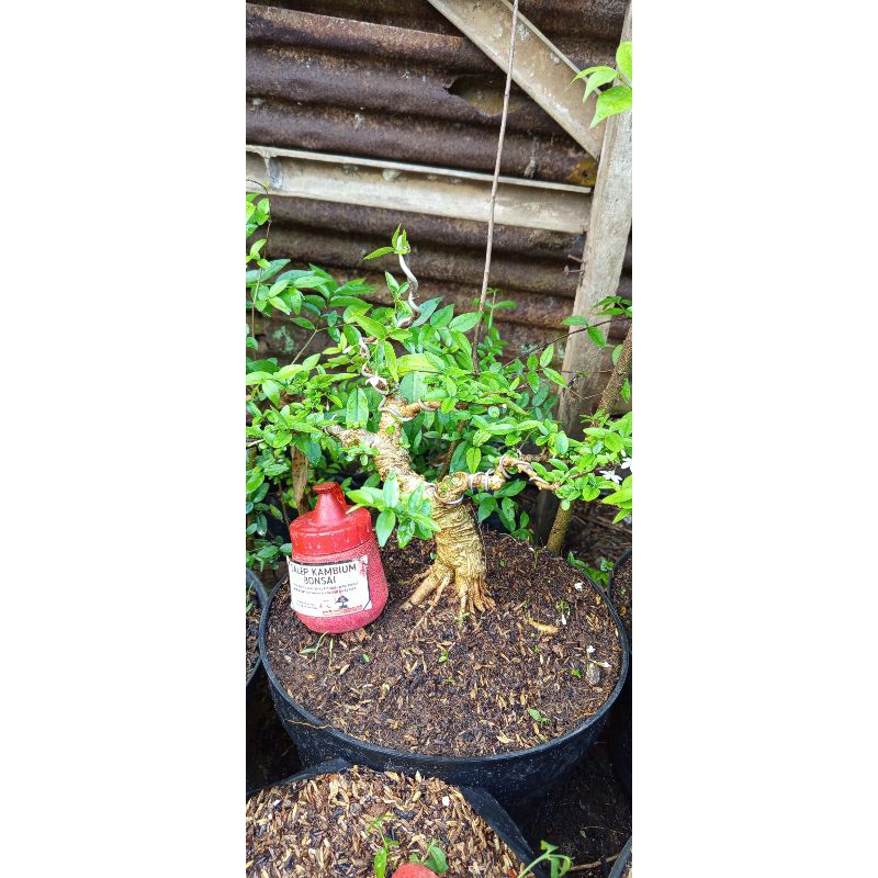 bonsai anting putri batang putih meliuk