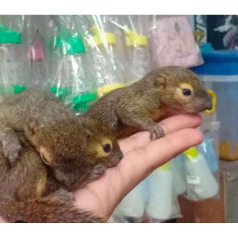 Tupai Bajing Kelapa Gendu Lucu 1 Pasang Jinak Mainan Anak Termurah