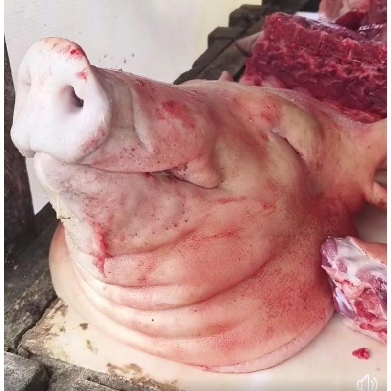 

KEPALA BABI BERAT 3-4KG UTUH.