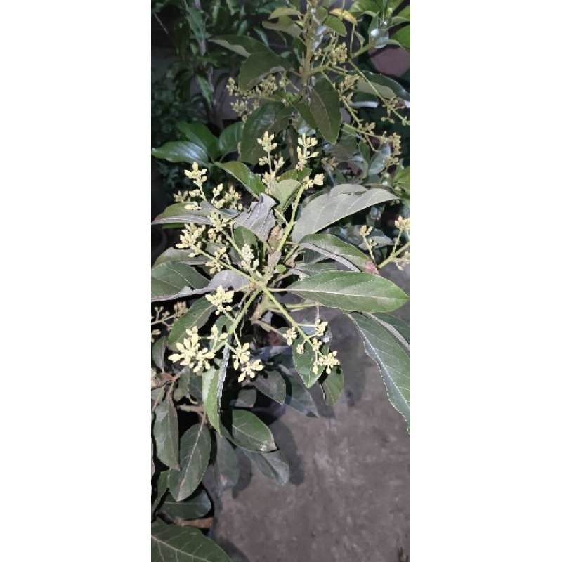 bibit alpukat berbunga