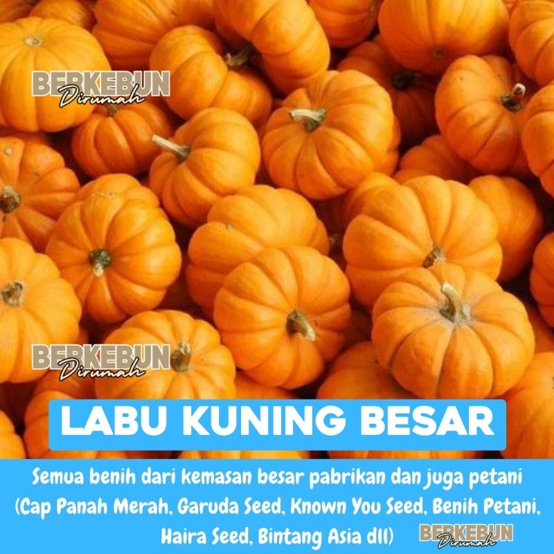 Benih Sayuran Labu Kuning  Waluh Bibit Sayuran