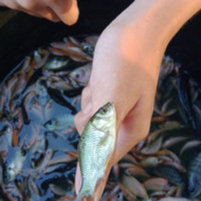 Bibit ikan mas konsumsi size korek gas