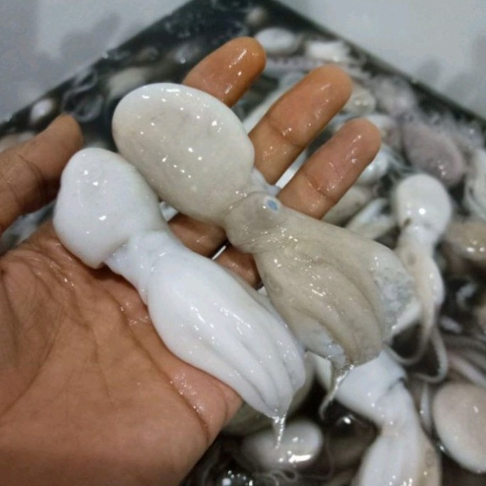 

Baby Gurita / Baby Octopus Frozen Fresh Beku