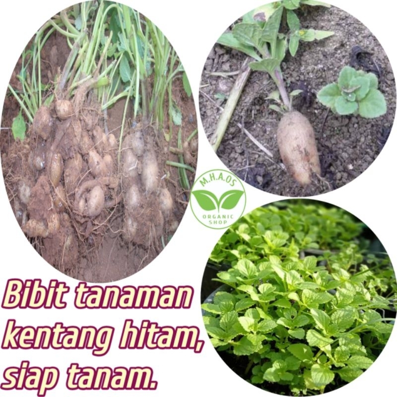 Bibit kentang hitam (paket isi 50 pcs),siap semai/siap tanam.