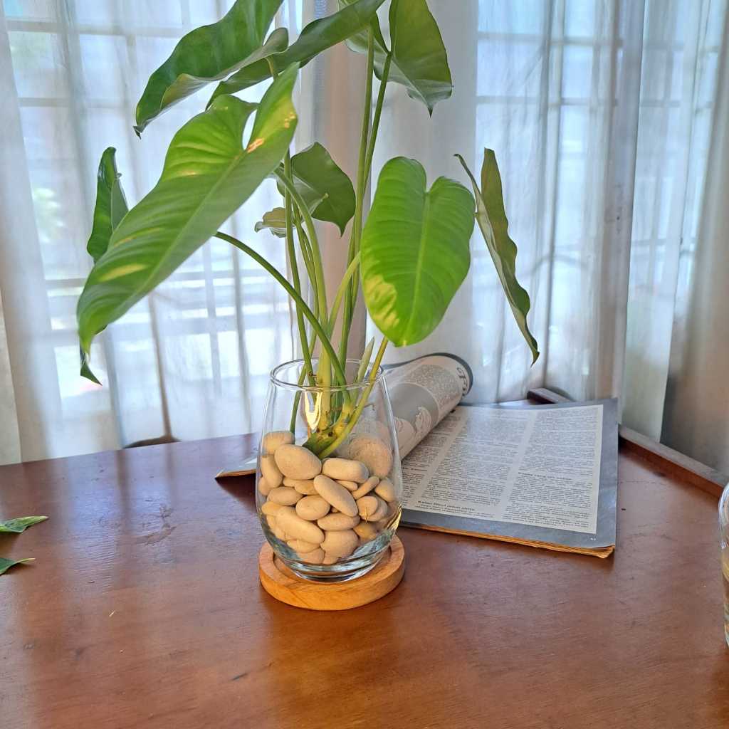 Vas Kaca Mini - Pot Kaca Tanaman Air Hidroponik Aesthetic