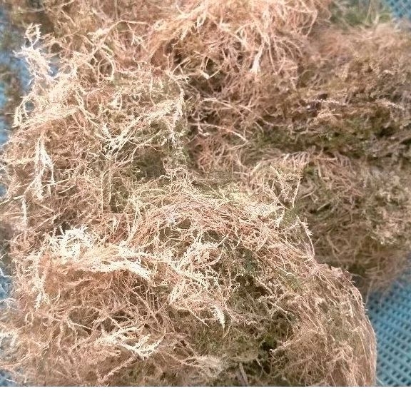Sphagnum moss,moss lokal murah,media tanam ukuran 100 gram