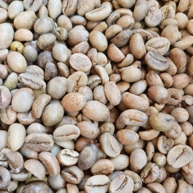 

Kopi robusta asalan komersil