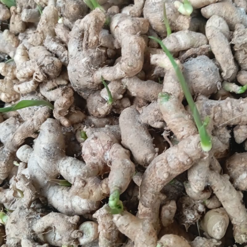 

Temu Putih Segar 1kg