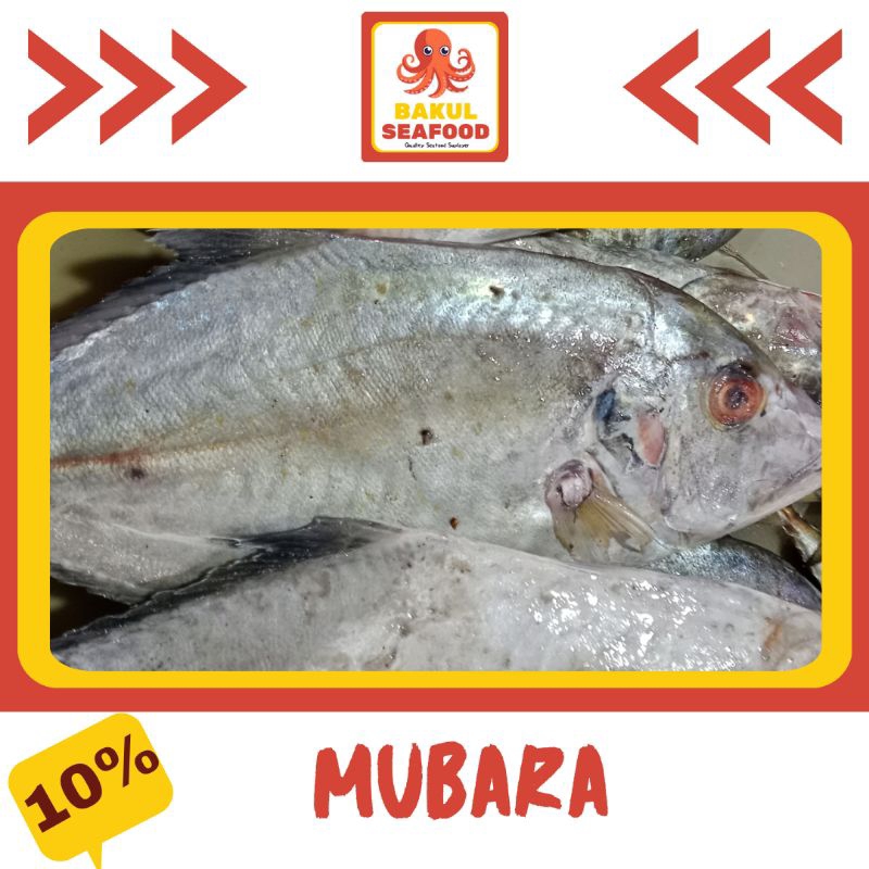 

MUBARA 500GR-1000GR