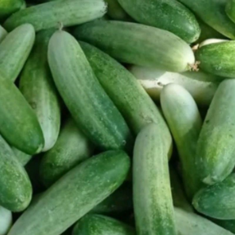 

ketimun