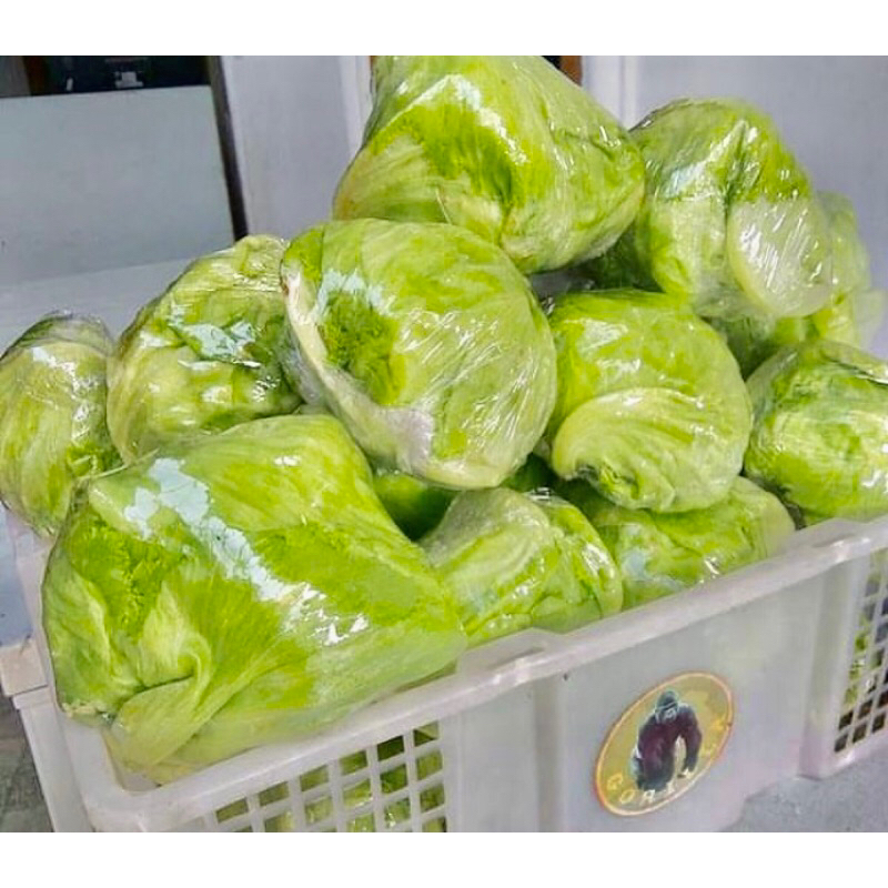 

LETTUCE / SELADA BANDUNG / SELADA HIJAU SEGAR 500G