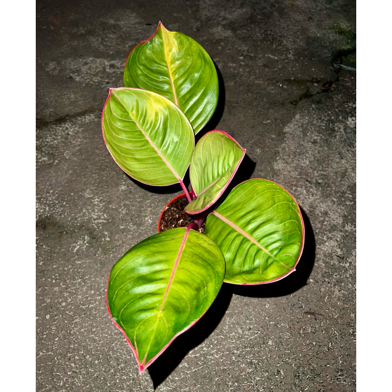 Aglonema Lipstik Cobra Daun Bulat