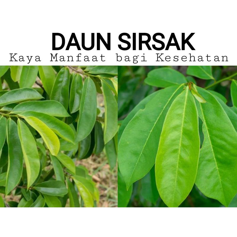 

DAUN SIRSAK SEGAR 100LEMBAR ORGANIK HERBAL OBAT TRADISIONAL OBAT KANKER | TUMOR DLL.