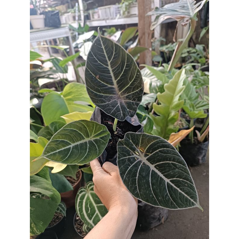 Alokasia Black velvet dan alokasia parasol