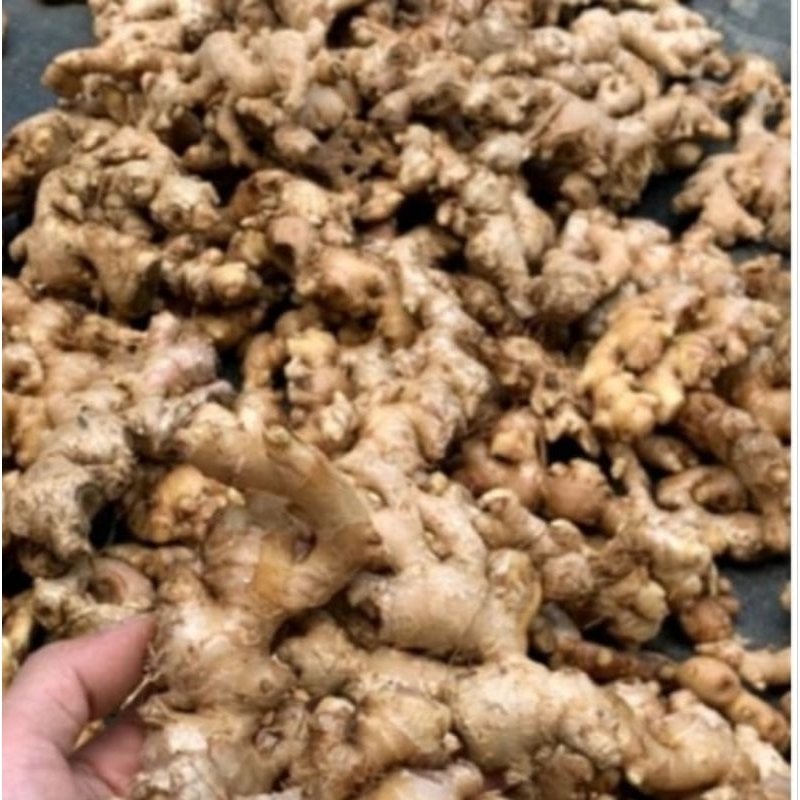 

jahe gajah segar pedas basah organik jahe tua 1 kg