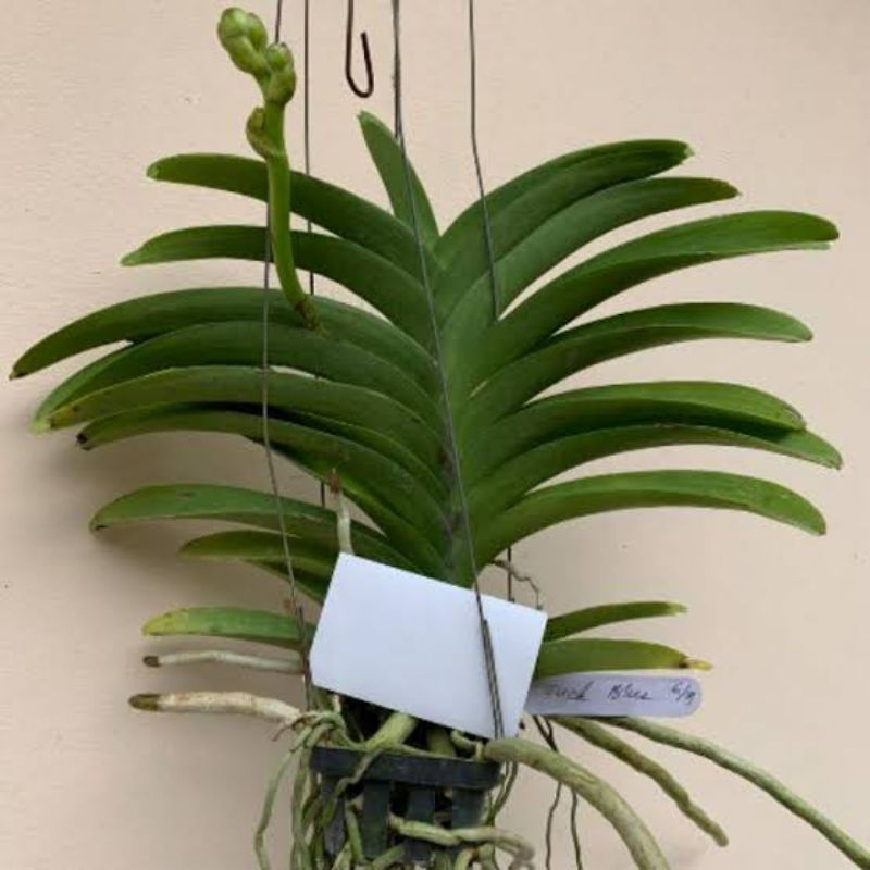 PROMO | ANGGREK VANDA SPIKE KNOP SESUAI LIVE