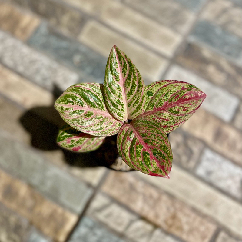 Aglaonema asri merah