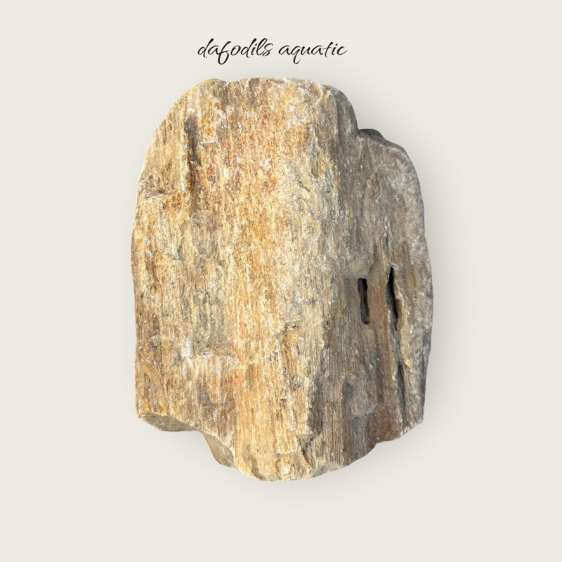 Batu fosil aquascape aquarium fossil stone batu fosil kayu 1kg