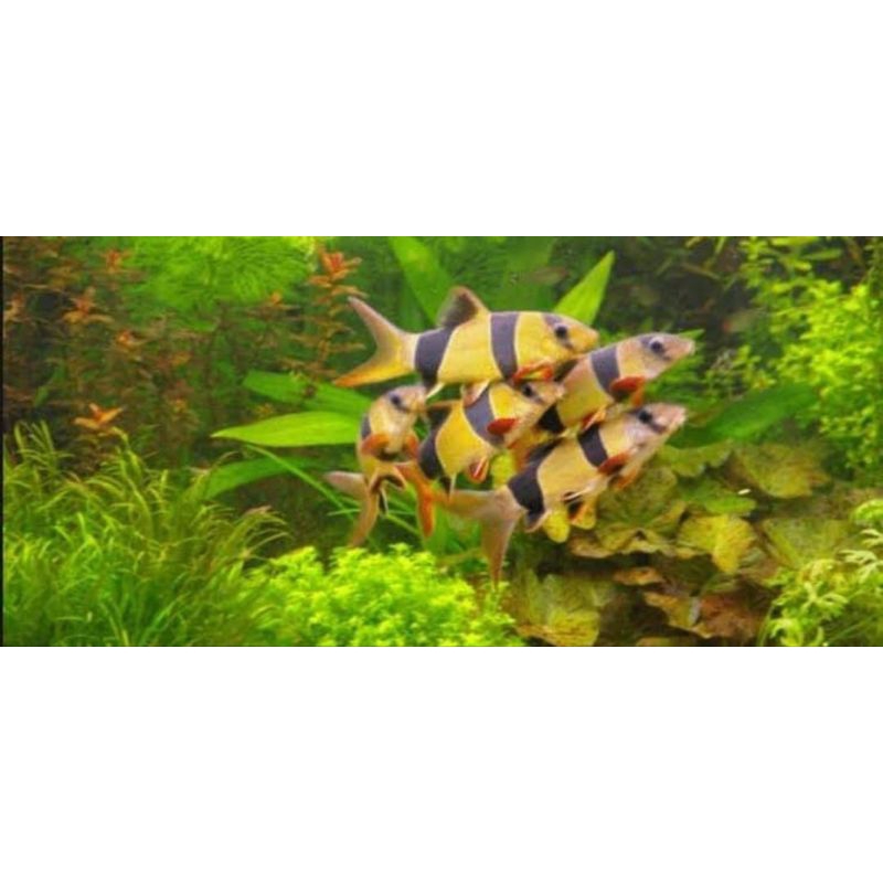 STIKER BOTIA MACAN ATAU BADUT UKURAN 10 CM