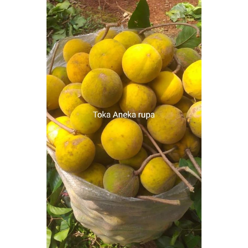 

Kecapi Bogor Manis 1kg Fresh Petik Langsung Pohon