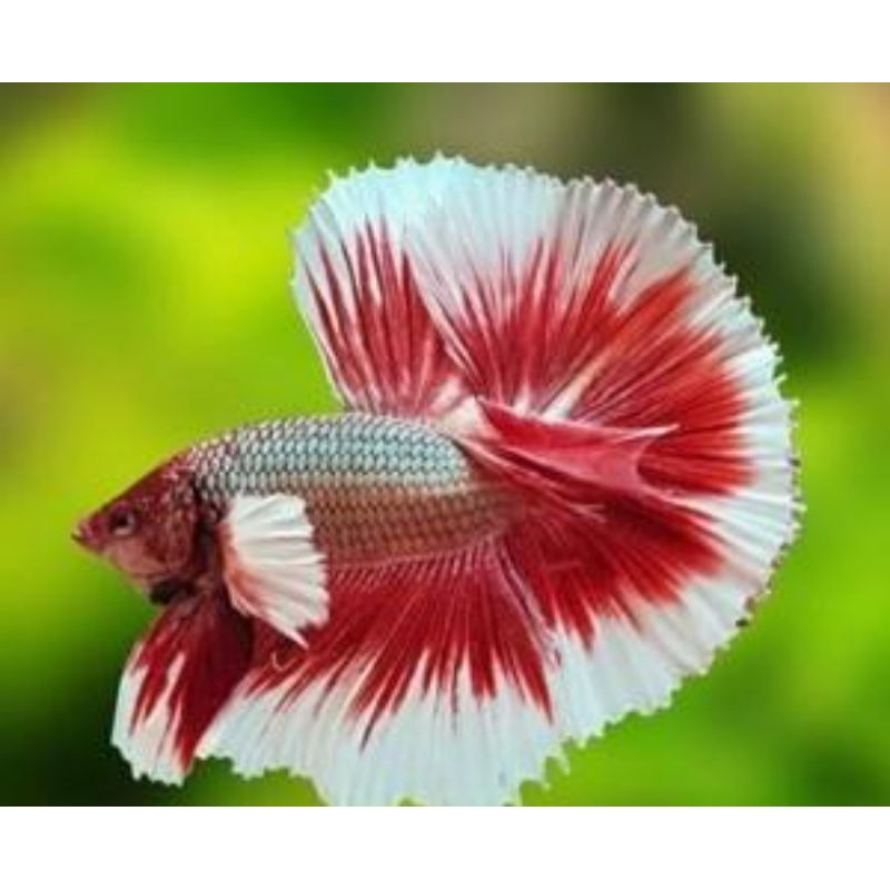 kardusHALMON ROSTAIL REMAJA