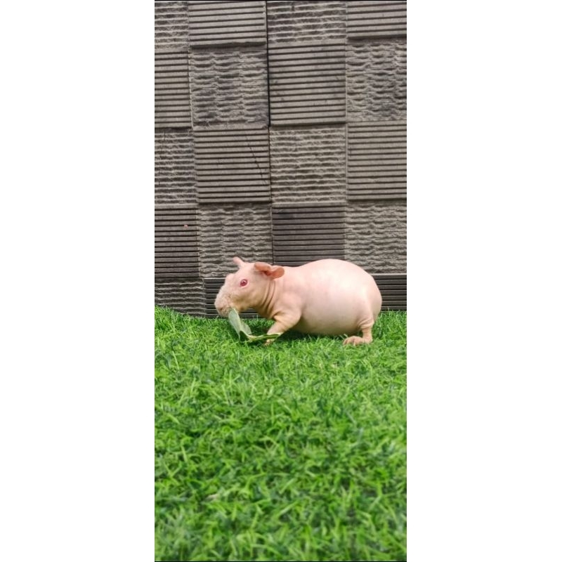 SKINNY GUINEA PIG BETINA/MARMUD SKINNY BETINA/MARMUD HAIRLESS BETINA/MARMUD TANPA BULU JANTAN/MARMUD