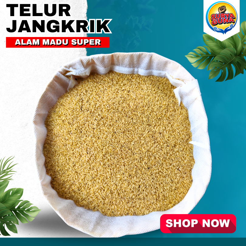 Jual telur jangkrik alam madu bibit jangkrik super