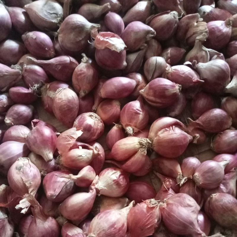 

bawang merah