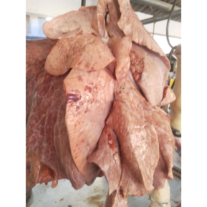 

paru sapi premium grade A berkualitas halal