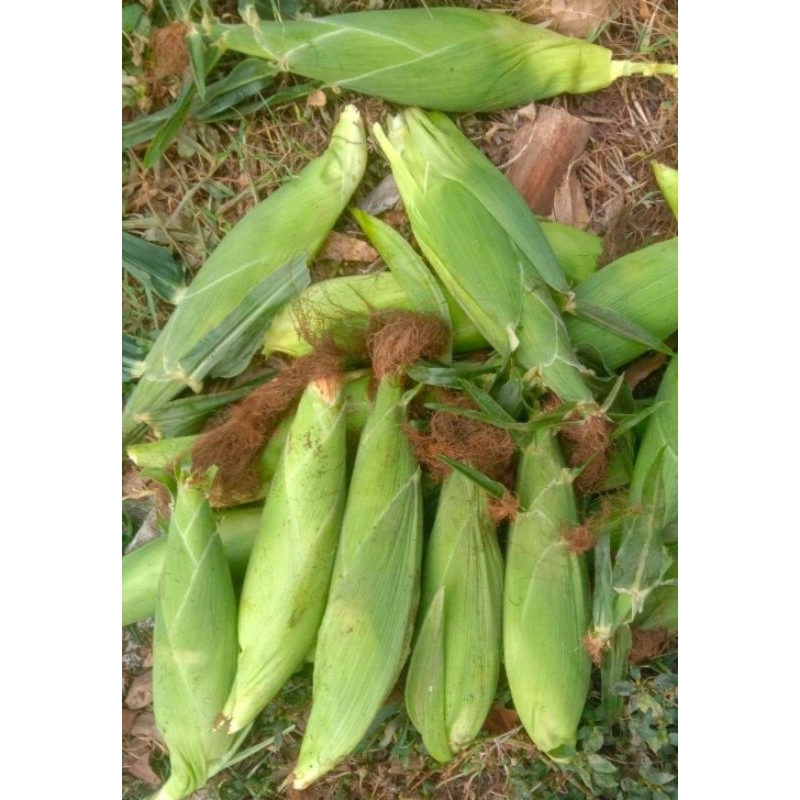 

Jagung Manis