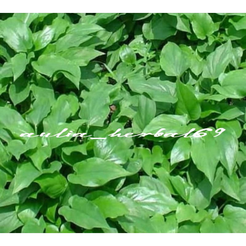 

Ready daun keladi tikus murah 250gr