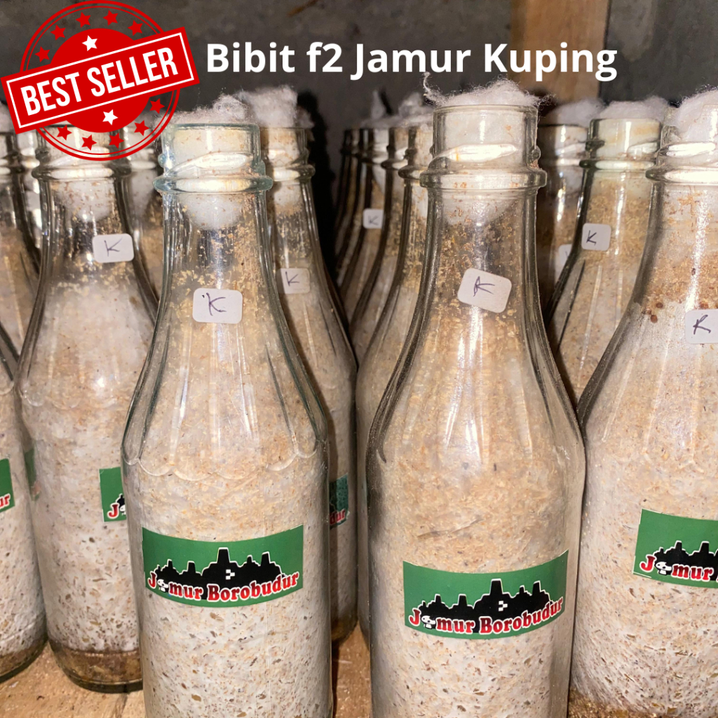 Bibit Jamur Kuping