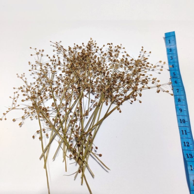 Fimbristylis - Pressed Flower - Oshibana - Bunga Kering - Bunga Asli - Dried Flower