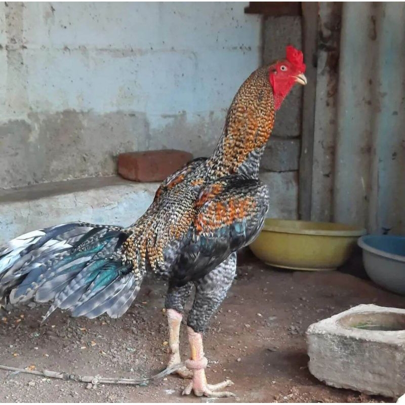 

PROMO!! TELUR AYAM HIAS PEDAGING URABA 2 UNTUK DI TETASKAN