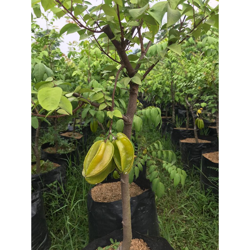 Bibit tanaman pohon belingbing bangkok sudah berbuah | pohon blimbing sudah berbuah tinggi 1Meter