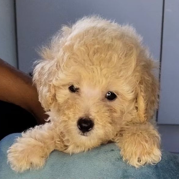 Aprikot Tiny Toy Poodle