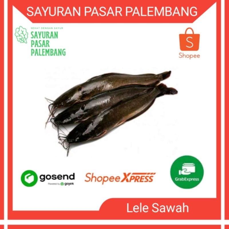 

Lele Sawah - Sayuran Pasar Palembang
