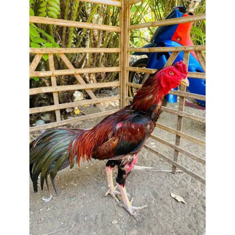 

PROMO!! TELUR AYAM MANGON JALU PAKHOY THAILAND UNTUK DI TETASKAN