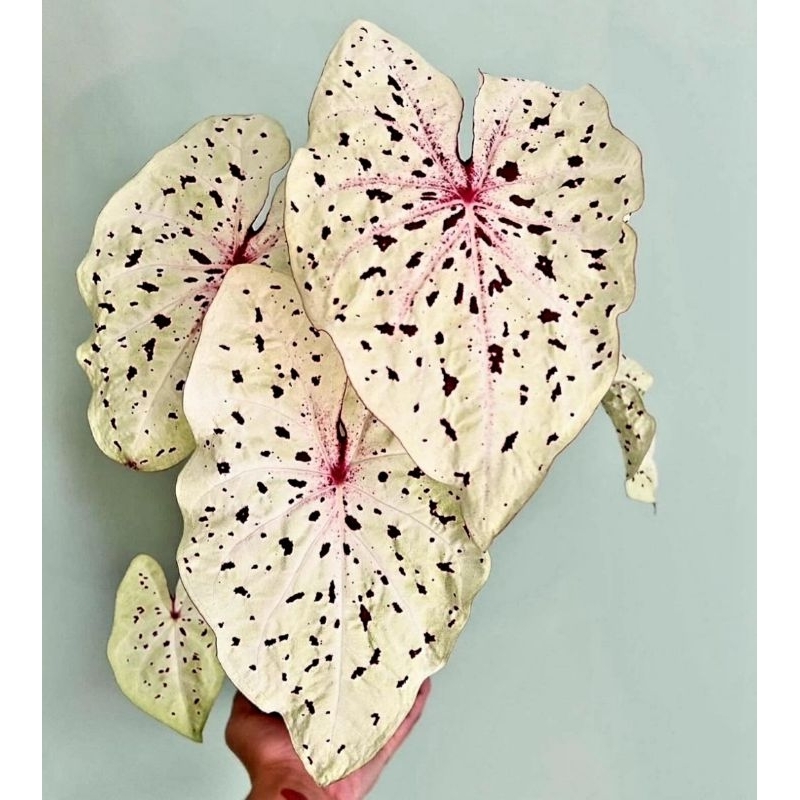 Tanaman Hias Keladi White Leopard Super Bunga Hias Keladi Caladium Anakan White Leopard BUKAN BONGGO