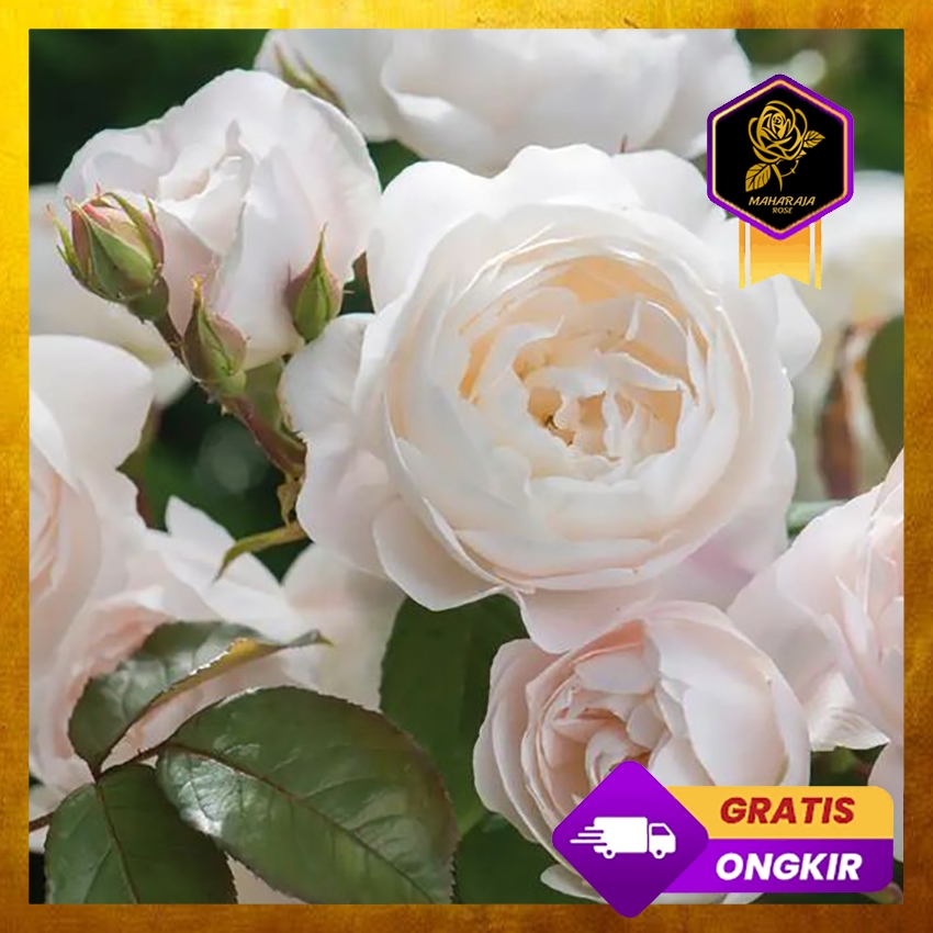 Mawar Import David Austin - Desdemona Rose