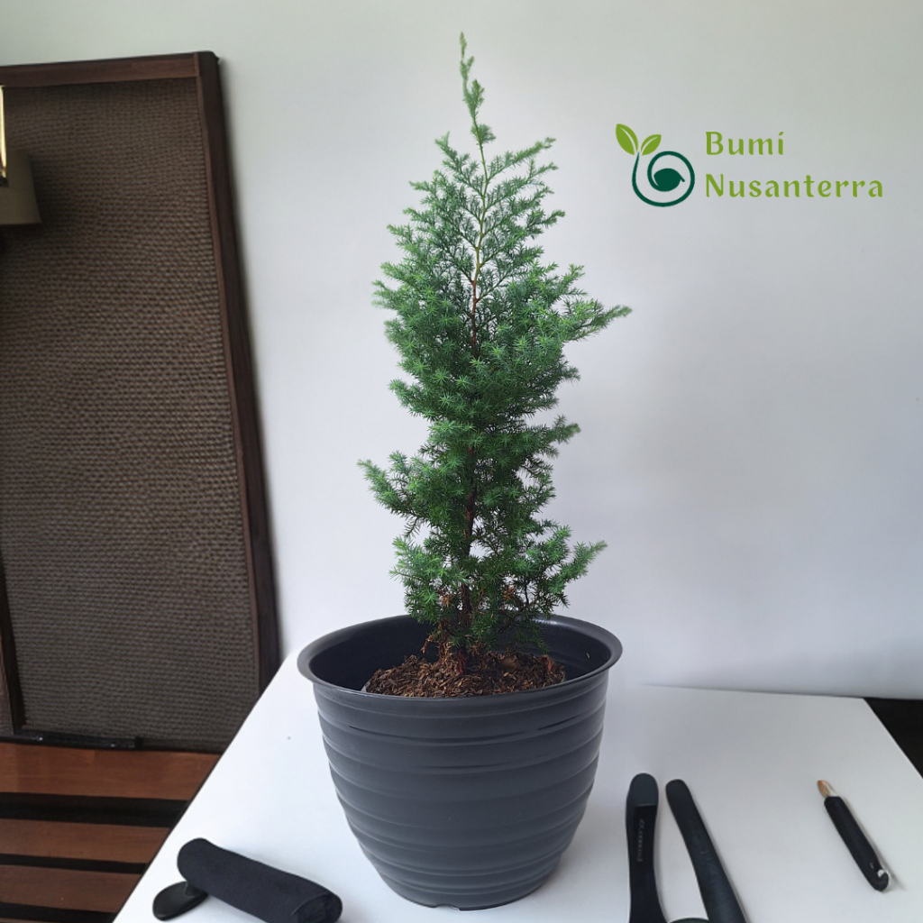 Casuarina SP Juniperus Communis | Tanaman Hias Indoor | Cemara Embun | Bumi Nusanterra