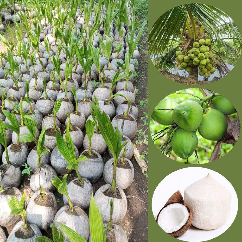 Bibit kelapa sawit lonsum,Bibit kelapa sawit yang palig baik berasal dari varietas,Bibit sawit kelap