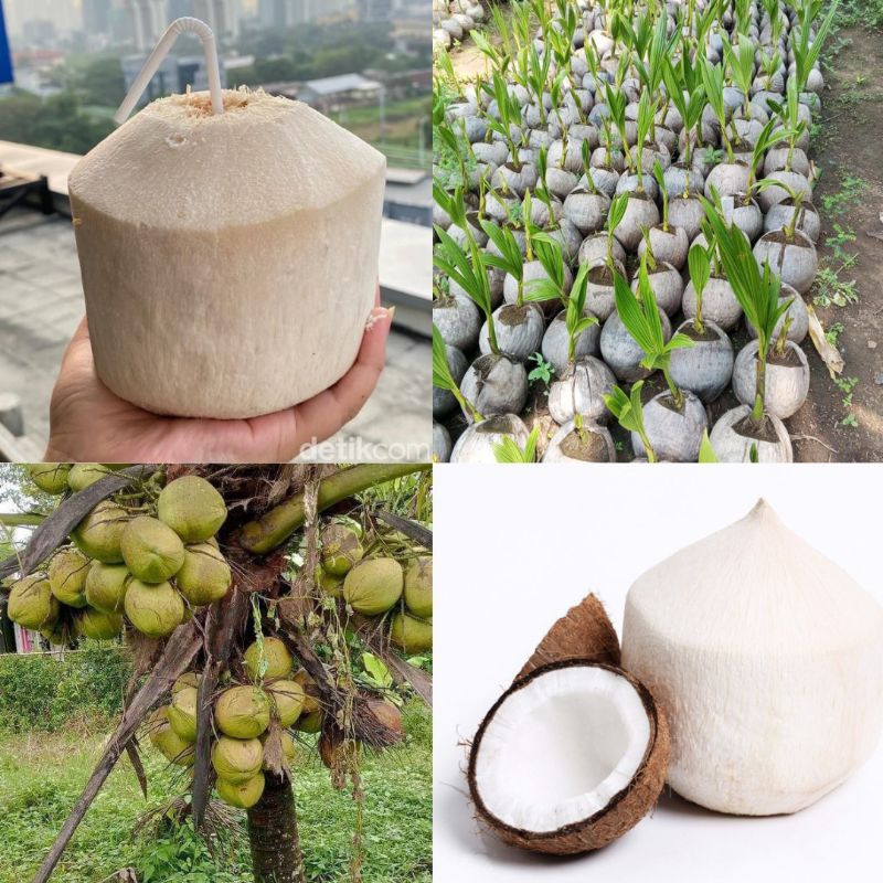 Kelapa Bibit Pohon Kelapa Kopyor, Bibit Pohon Kelapa Pendek, Bibit Pohon Kelapa Hijau