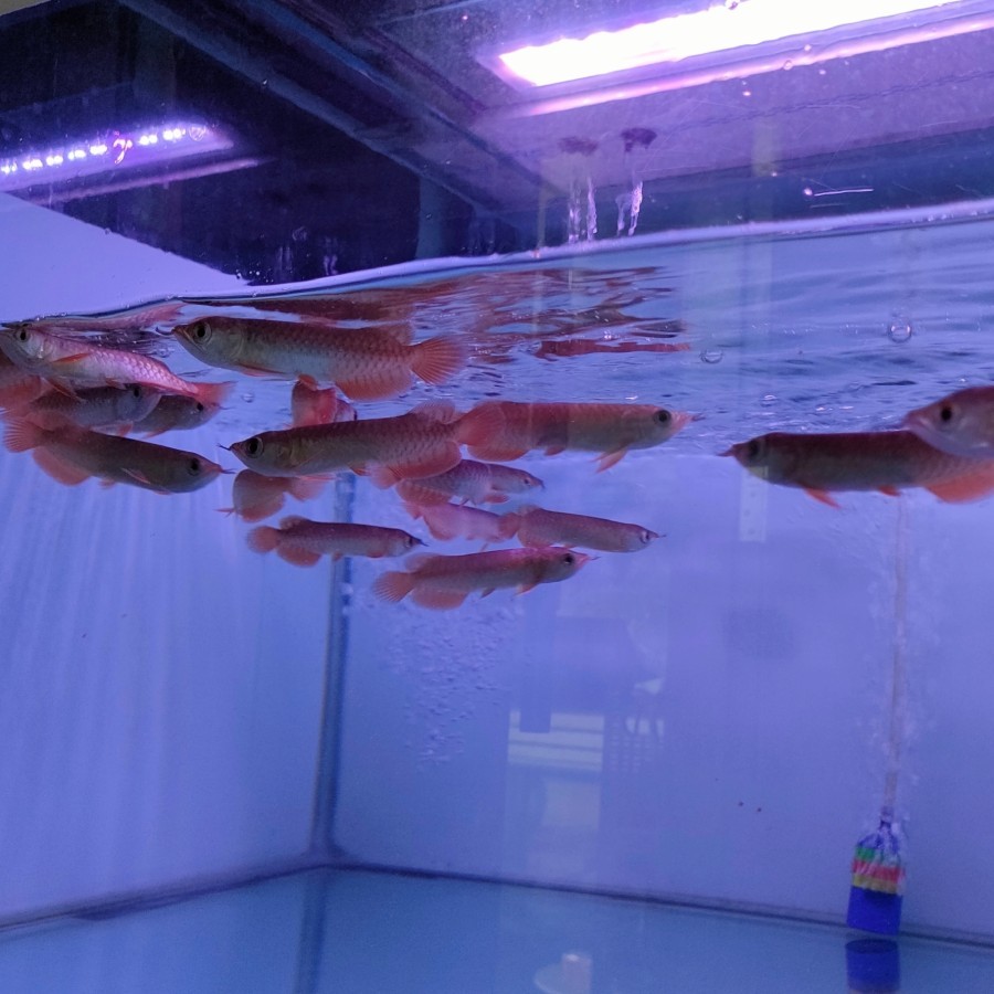 BELI DUA Baby Arowana Super Red Blood/Gen Cihili 7-10cm GRATIS SATU Baby Arwana Banjar Red ± 7-8 Cm