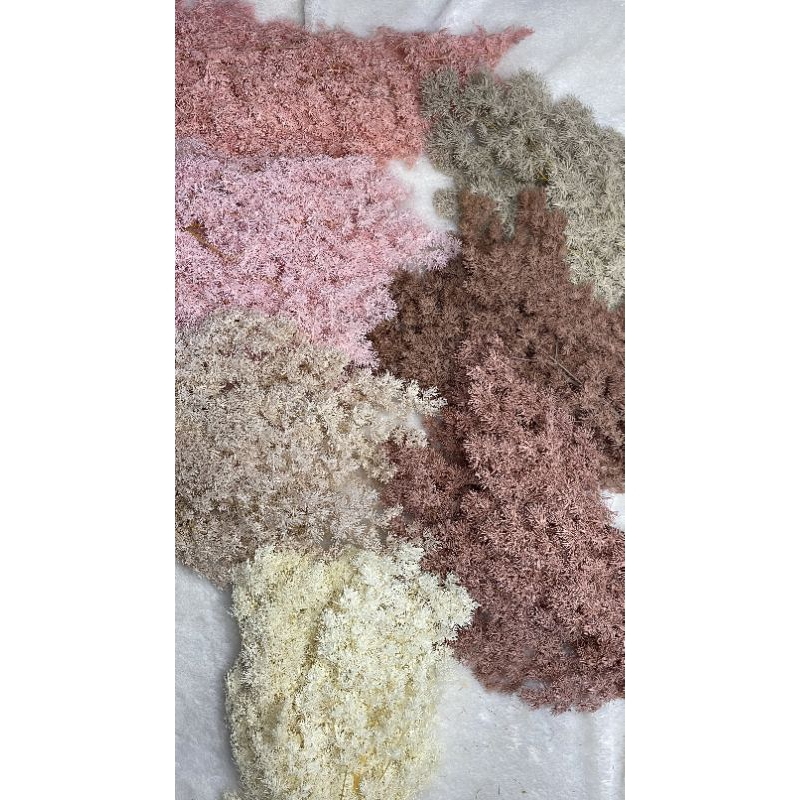 Preserved Asparagus Bintang